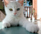 keep cats out of the garden