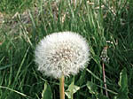 dandelions are a sign