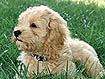 dog urine in grass