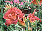 continuous color garden