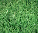 natural lawn care