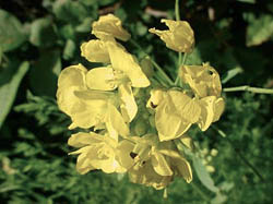 some pretty flowers are actually weeds