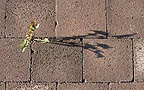 weeds in sidewalks and patios