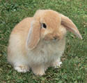 fertilize with rabbit droppings