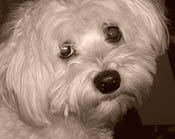 natural cure for tear stains